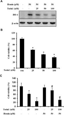 Brazilin From Caesalpinia sappan L. Induced Apoptosis via mTOR and HO-1 Pathway in SW480 Human Colon Cancer Cells